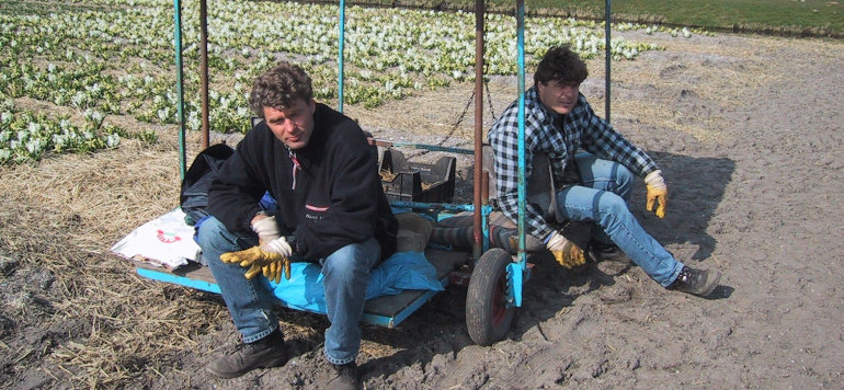 Harry van Dongen begon met de teelt van zijn eerste pioenen,