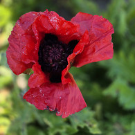 Papaver or. 'Beauty of Livermere'