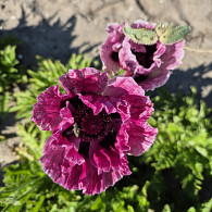 Papaver or. 'Central Park'