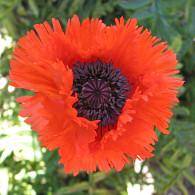 Papaver or. 'Curlilocks'