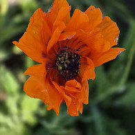 Papaver or. 'Doubloons'