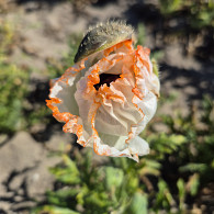Papaver or. 'Flamenco' ®
