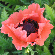 Papaver or. 'Garden Glory'