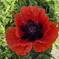 Papaver or. 'Glowing Amber'