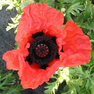 Papaver or. 'Goliath'