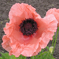 Papaver or. 'Helen Elizabeth'