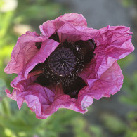 Papaver or. 'Little Patty's Plum' ® PBR