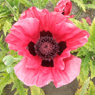 Papaver or. 'Marlene'