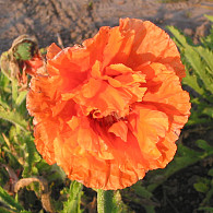 Papaver or. 'Orange Glow'