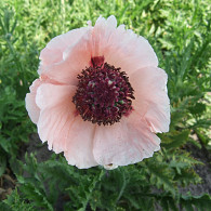 Papaver or. 'Paradiso' ® PBR