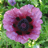 Papaver or. 'Patty's Plum'