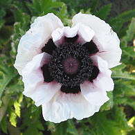 Papaver or. 'Perry's White'