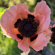 Papaver or. 'Petticoat'