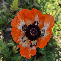 Papaver or. 'Pinnacle'