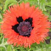 Papaver or. 'Türkenlouis'