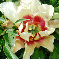 (I) 'Callie's Memory'