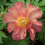 (I) 'Julia Rose'
