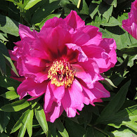 (I) 'Yankee Doodle Dandee'