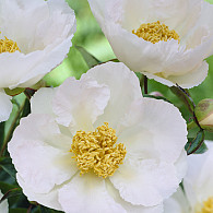 (L) 'Krinkled White'