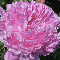 (LD) 'Alexander Fleming'