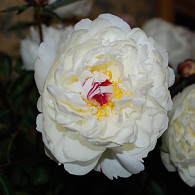 (LD) 'Boule de Neige'