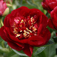 (LD) 'Buckeye Belle'