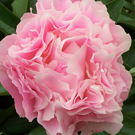 (LD) 'Catharina Fontijn'