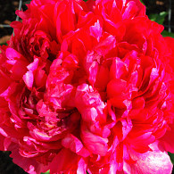 (LD) 'Command Performance'