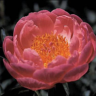 (LD) 'Coral Supreme'