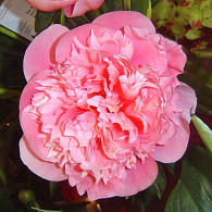 (LD) 'Etched Salmon'