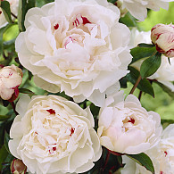 (LD) 'Festiva Maxima'