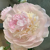(LD) 'Florence Nicholls'