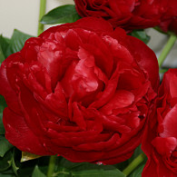 (LD) 'Henry Bockstoce'