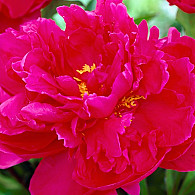 (LD) 'Karl Rosenfield'