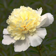 (LD) 'Laura Dessert'