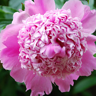 (LD) 'Monsieur Jules Elie'