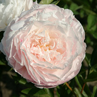 (LD) 'Mother's Choice'