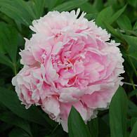 (LD) 'Sarah Bernhardt' Selectie