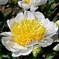 (LE) 'Moon of Nippon'