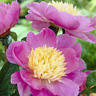 (LE) 'Mr G.F. Hemerik'